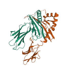 Three-dimensional structure of an HLA DQ to assess compatibility between donor and recipient and to prevent risk for graft failure